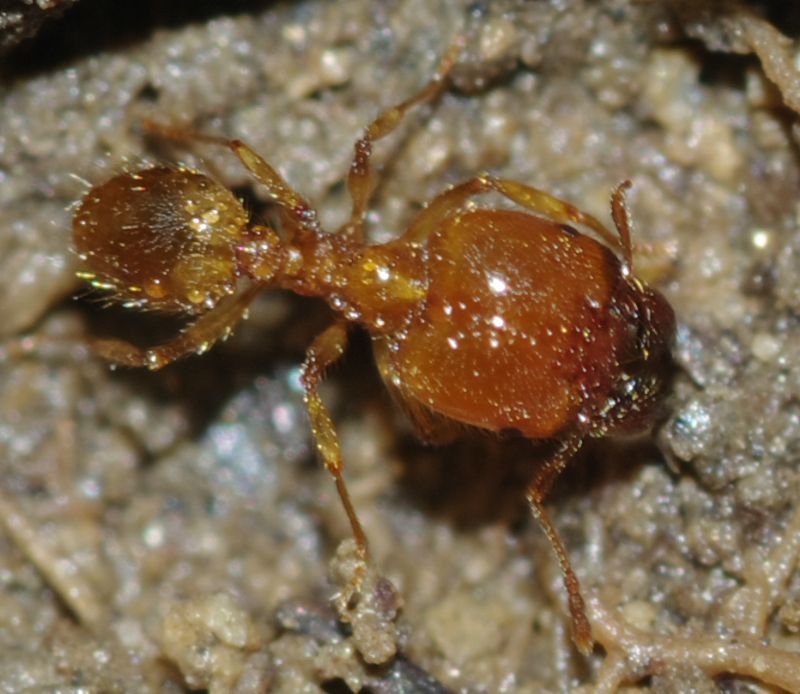 Pheidole pallidula scure